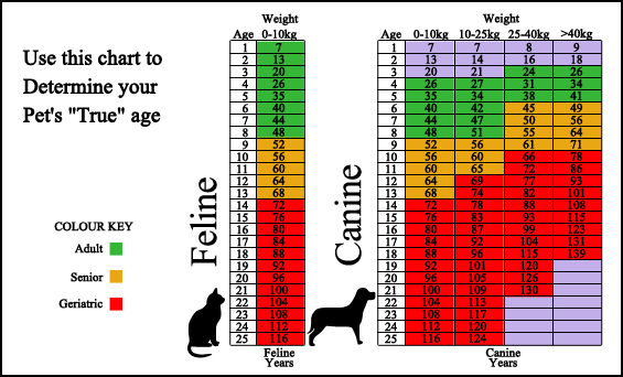 Acton Veterinary Clinic - Surveillance Screening