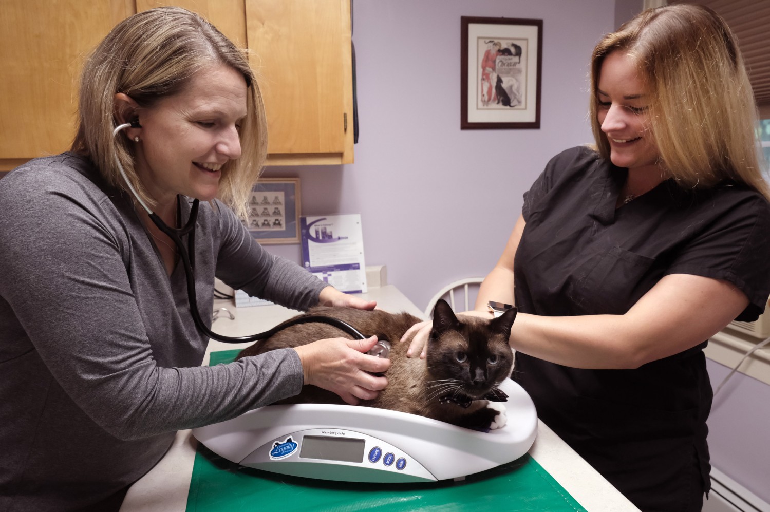 About Acton Veterinary Clinic in Acton, ME - Cat getting exam